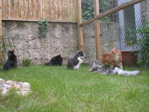 v.L.n.R.: JJ, P&uuml;ppi, Yogi, Joey, Quincy