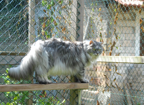 Joe 2009