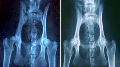 R&ouml;ntgenbilder HD